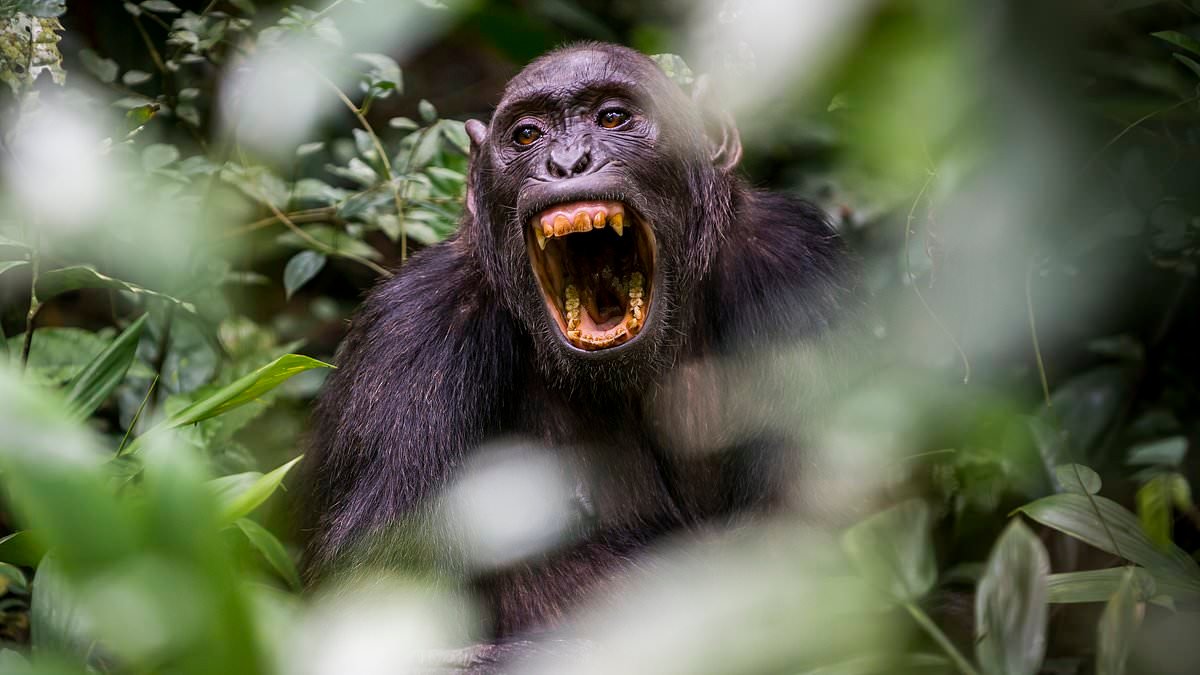A mysterious decade-long war rages deep in the Ugandan rainforest. But this battle is not about religion or oil. It is between chimps, not men. Now alarmed scientists fear it contains a chilling prophecy for humankind