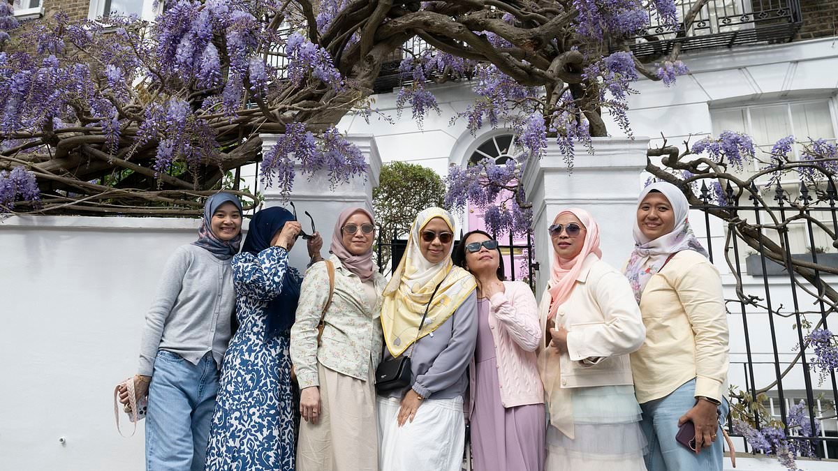 Wisteria hysteria brings misery to West London: Owners of millionaire mansions complain of influencers turning up in minibuses, erecting pop-up changing tents and breaking their plants